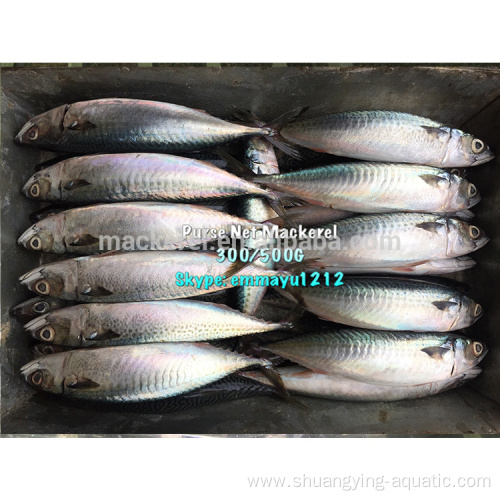 Best Quality Whole Round Frozen Mackerel Fish Sale